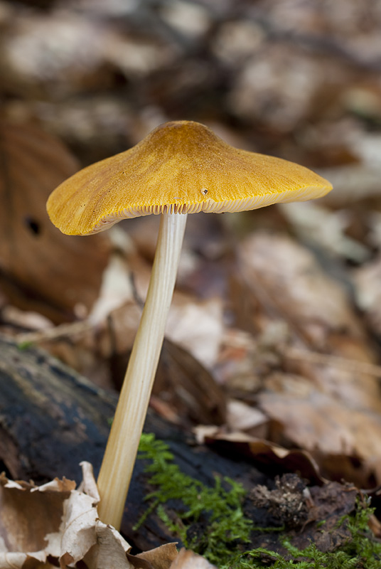 Pluteus leoninus